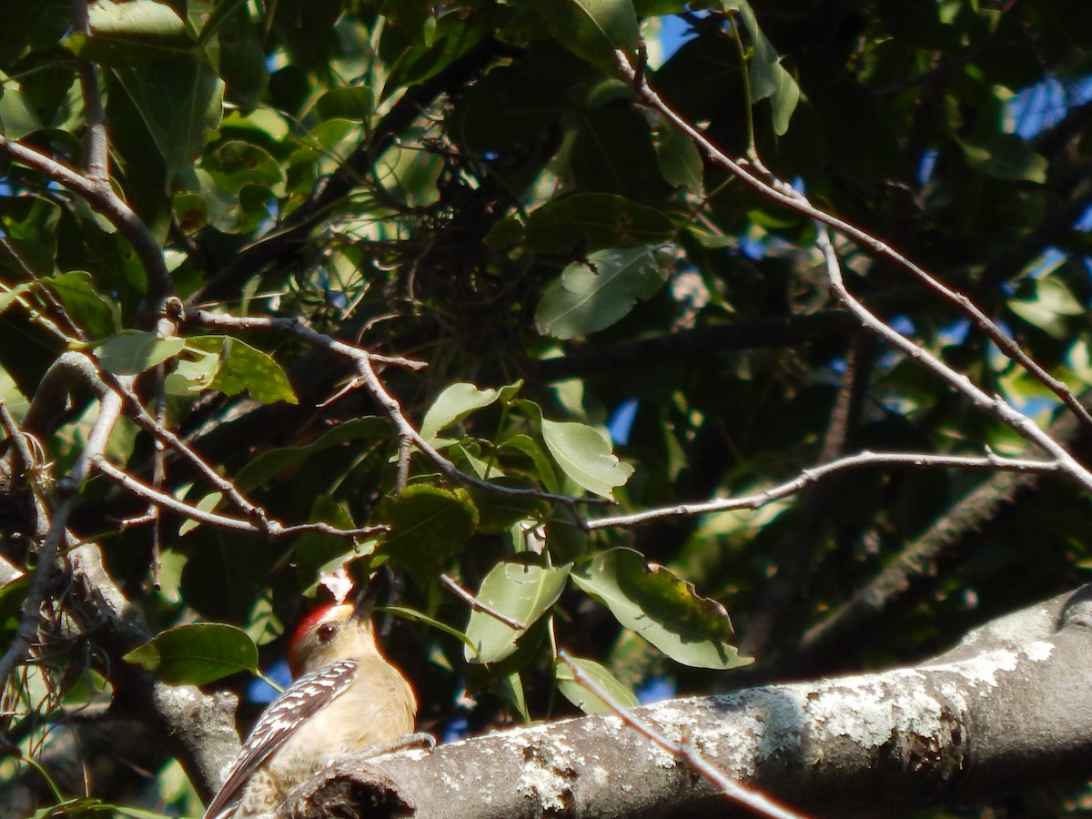 Red-crowned Woodpecker - ML625248423