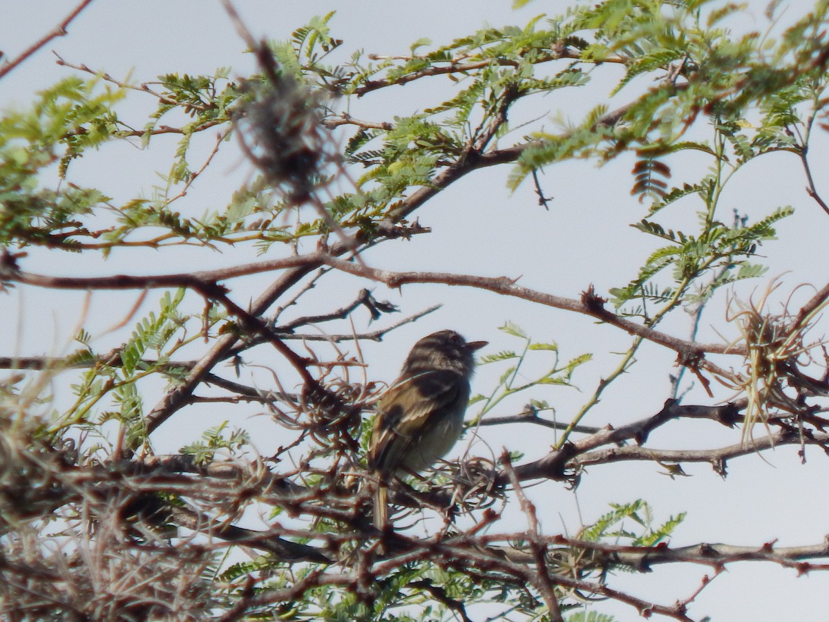 Pearly-vented Tody-Tyrant - ML625248508