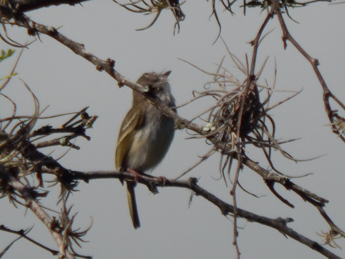 Pearly-vented Tody-Tyrant - ML625248509