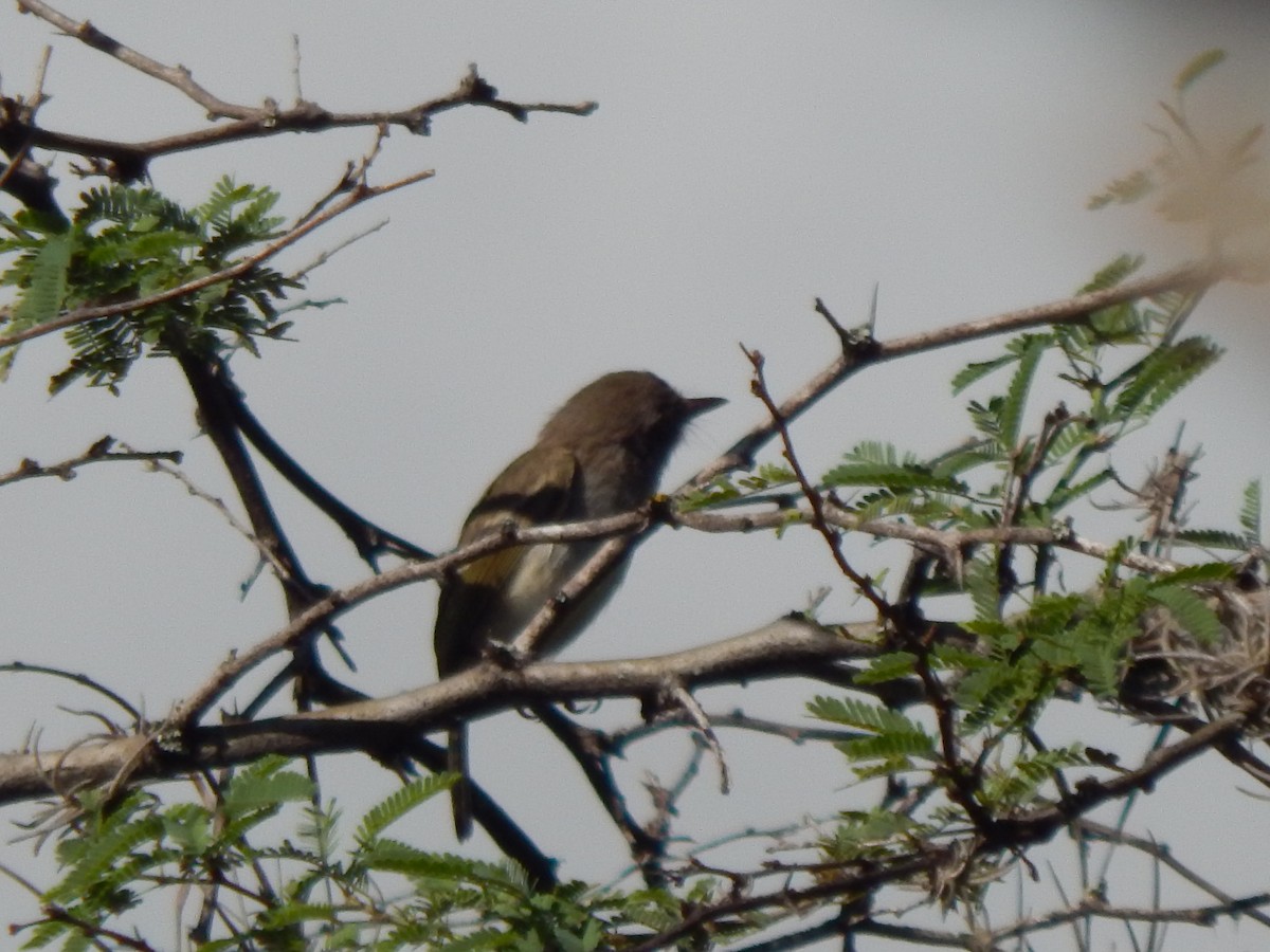 Pearly-vented Tody-Tyrant - ML625248510