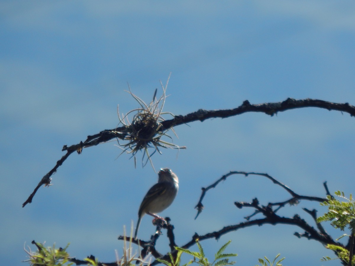 Pearly-vented Tody-Tyrant - ML625248511