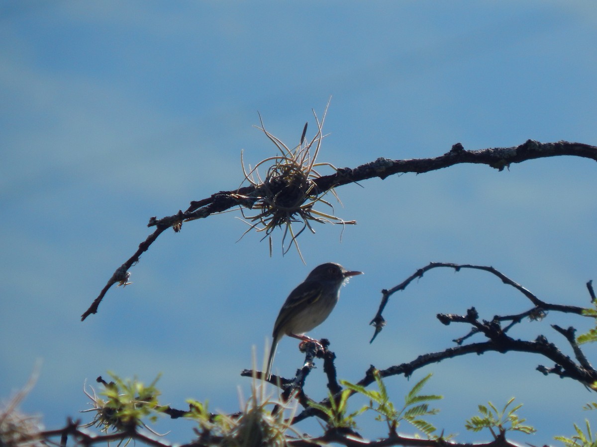Pearly-vented Tody-Tyrant - ML625248512