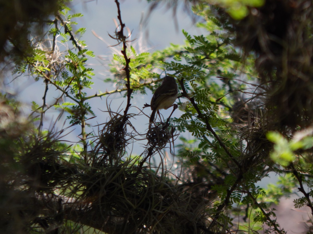 Pearly-vented Tody-Tyrant - ML625248513