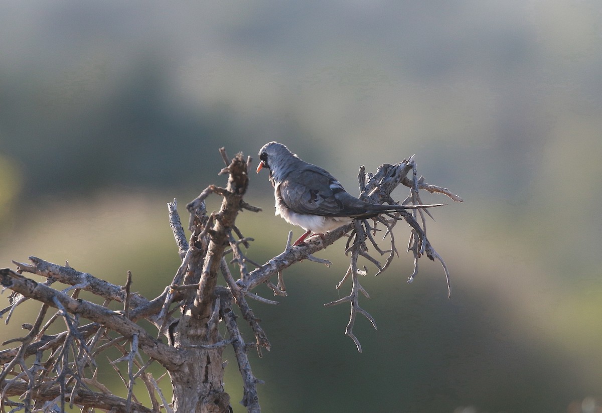 Namaqua Dove - Neil Osborne