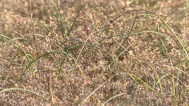Chestnut-collared Longspur - ML625248573