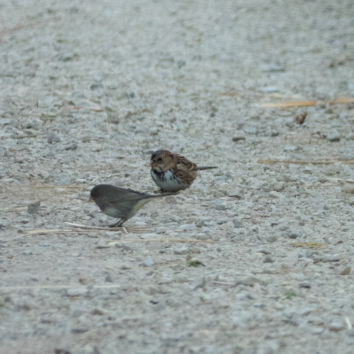 Harris's Sparrow - ML625248612