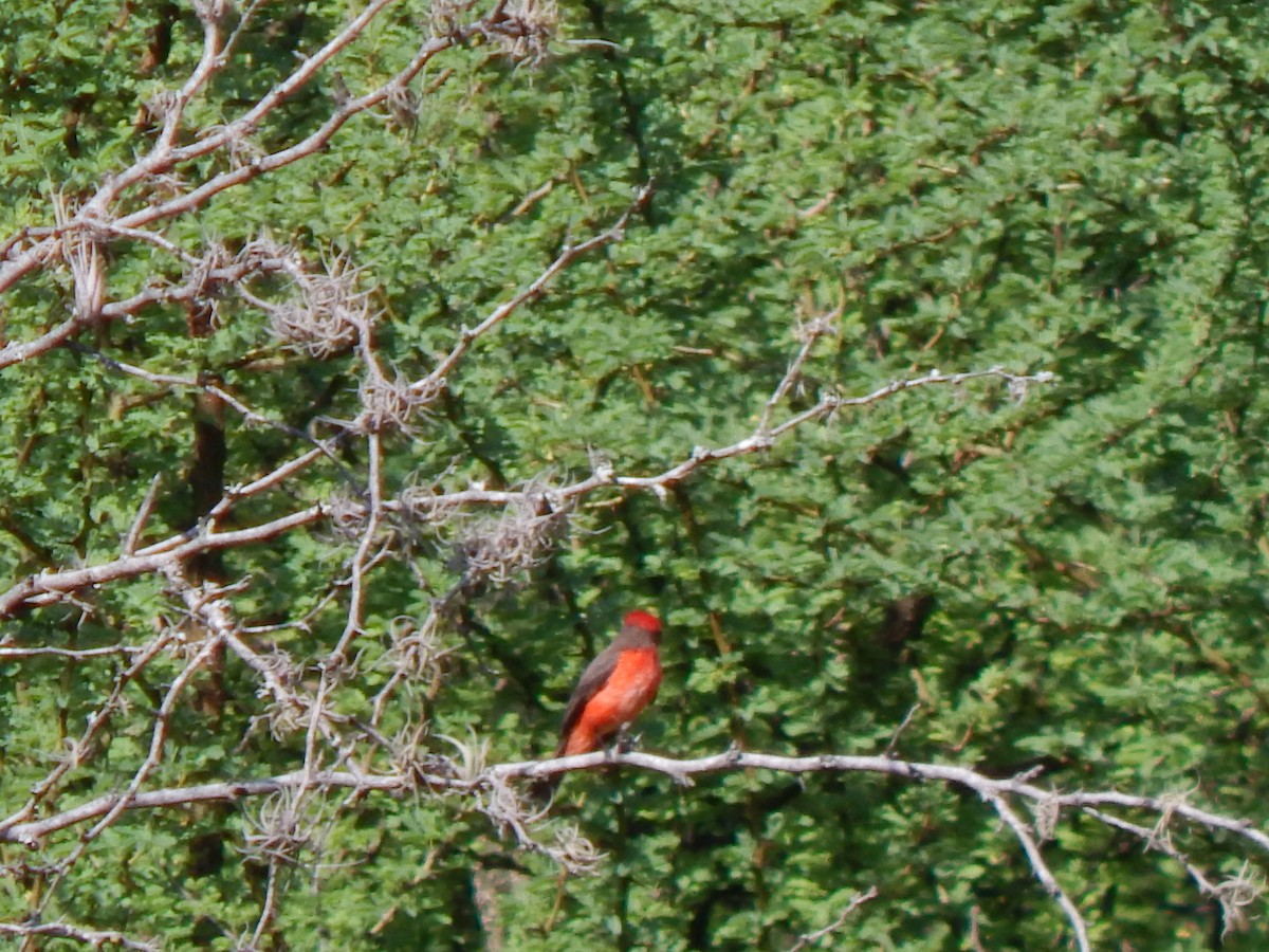 Vermilion Flycatcher - ML625248672