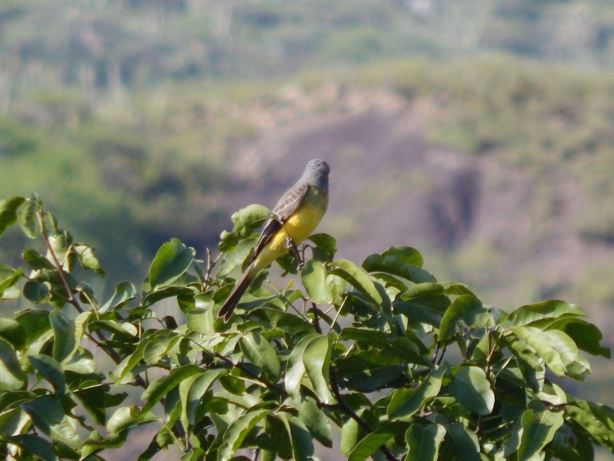 Tropical Kingbird - ML625248726