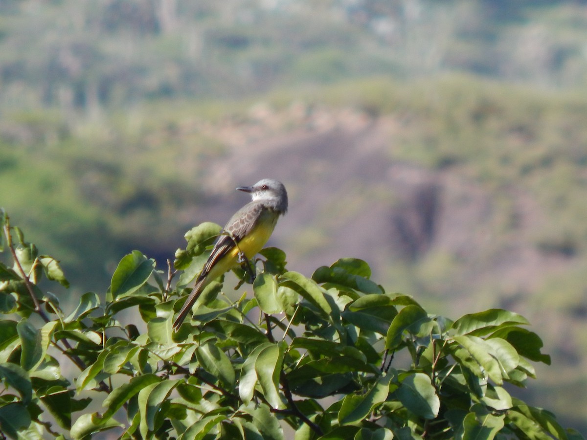 Tropical Kingbird - ML625248727
