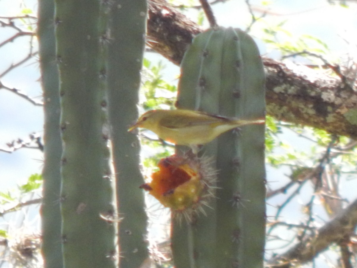 Red-eyed Vireo - ML625248743