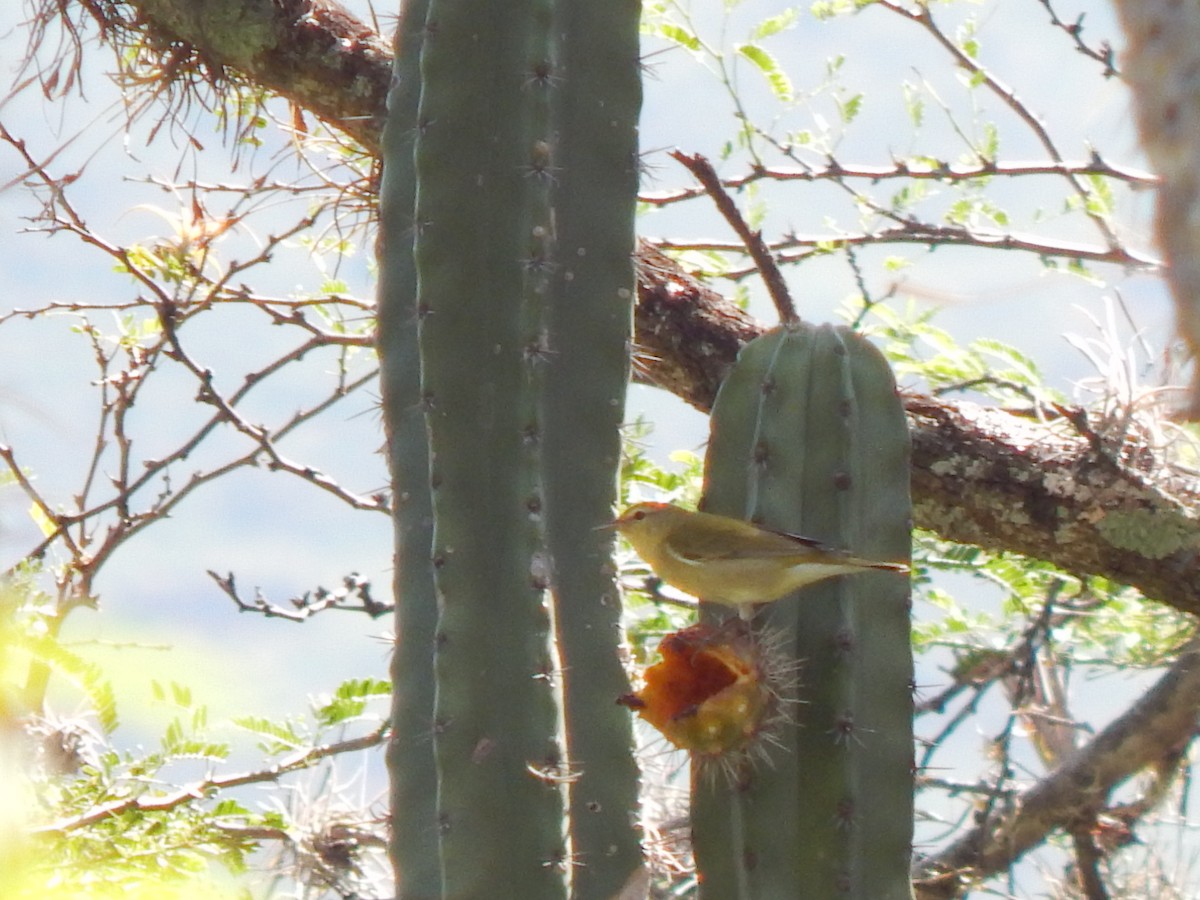 Red-eyed Vireo - ML625248744