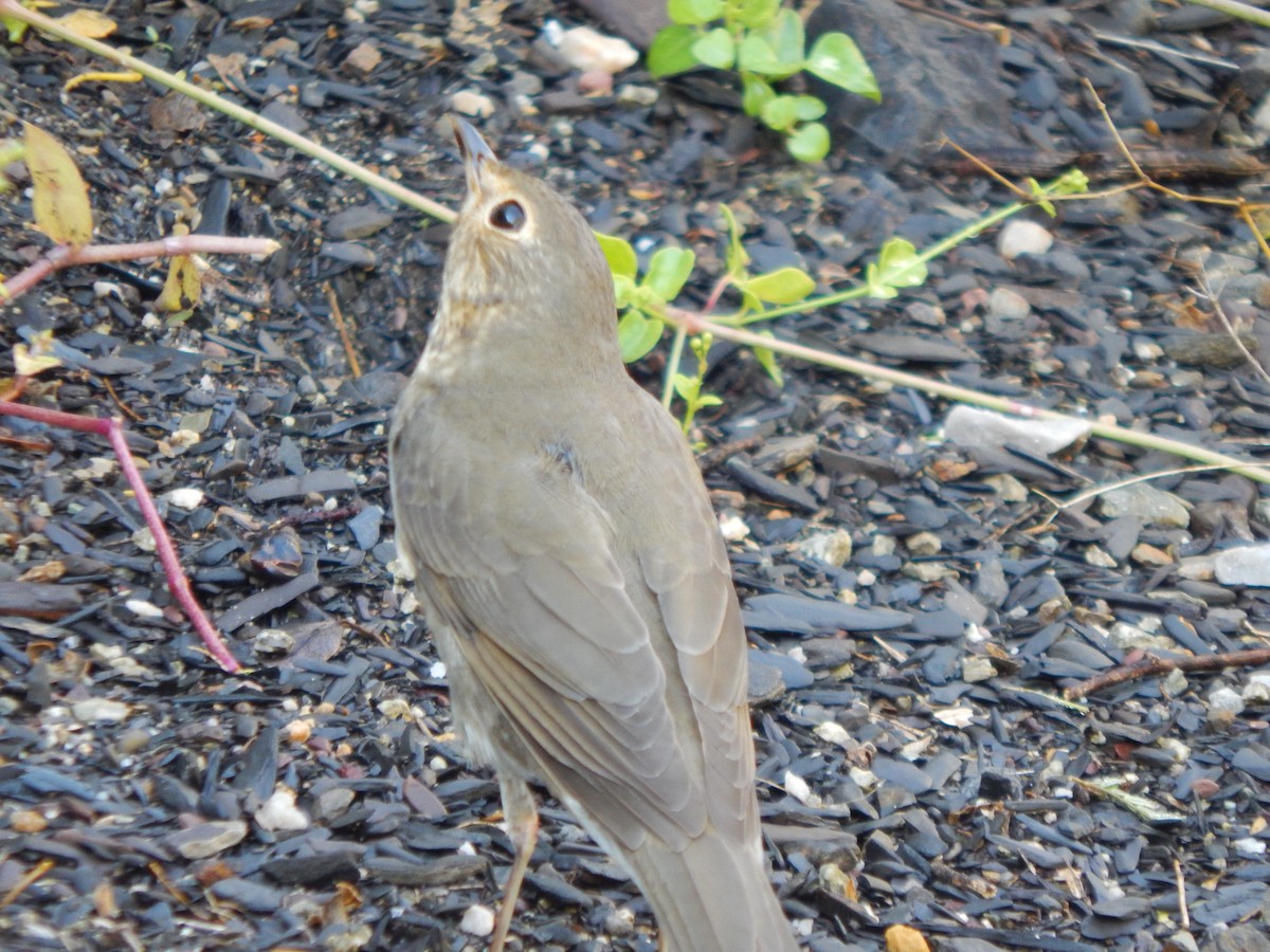 Swainson's Thrush - ML625248769