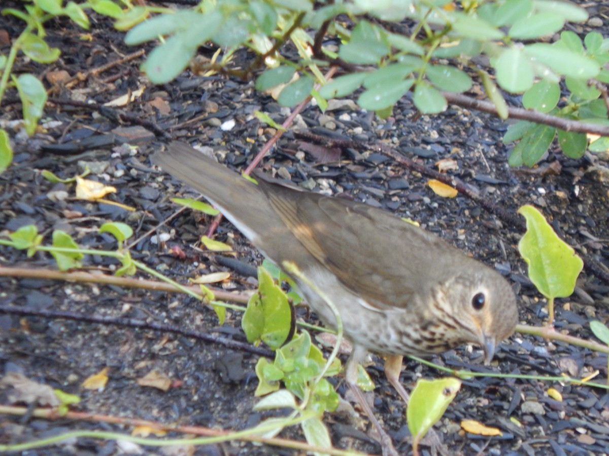 Swainson's Thrush - ML625248770