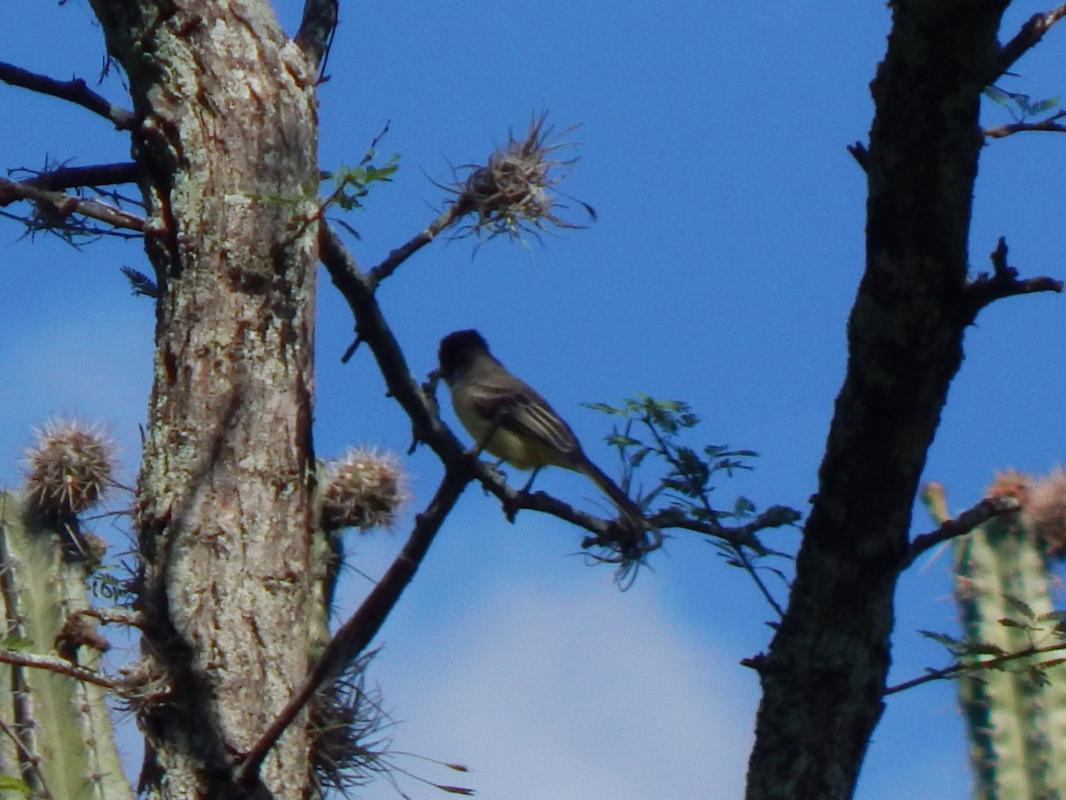 Apical Flycatcher - ML625248791