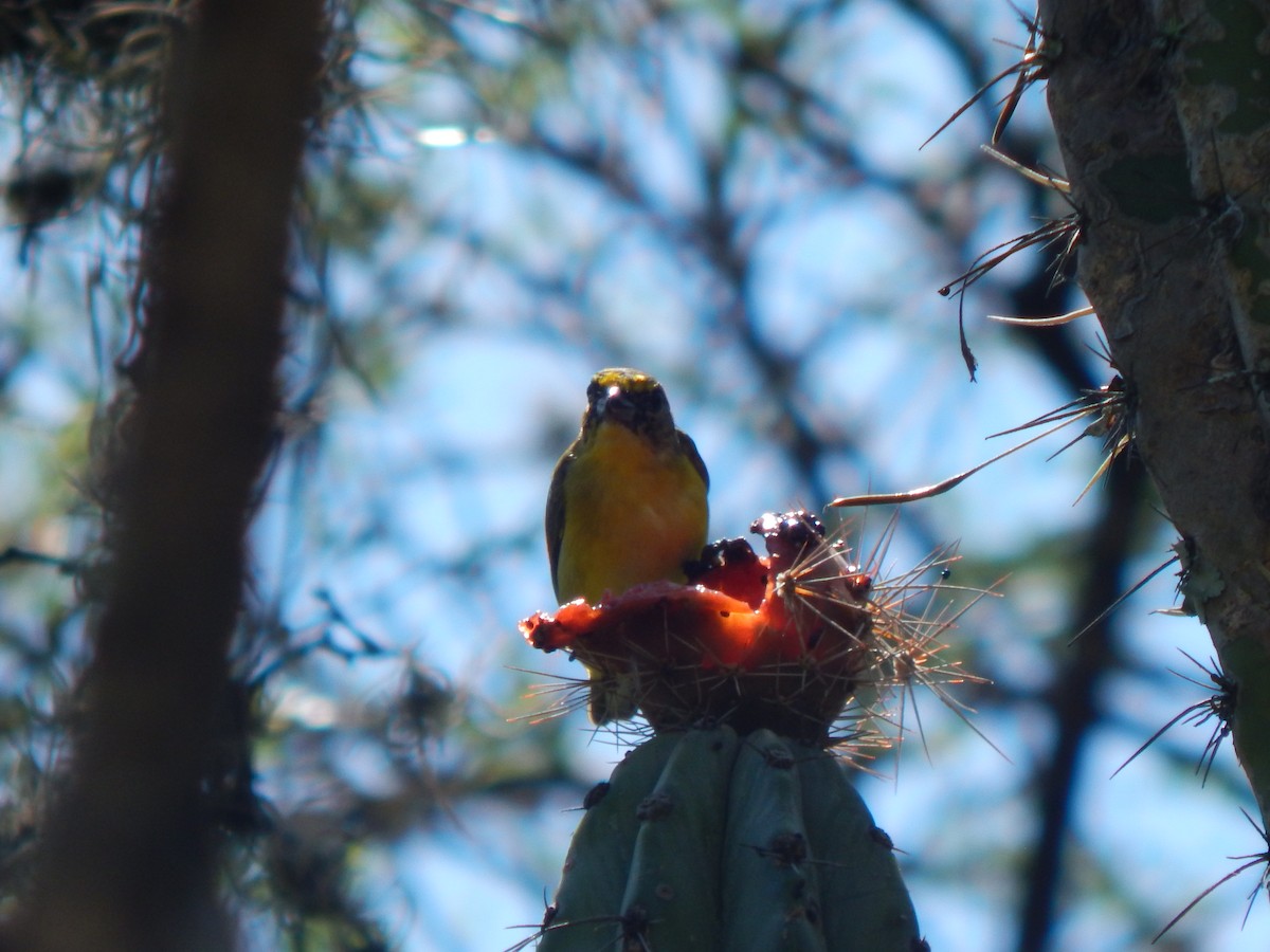 Thick-billed Euphonia - ML625248805