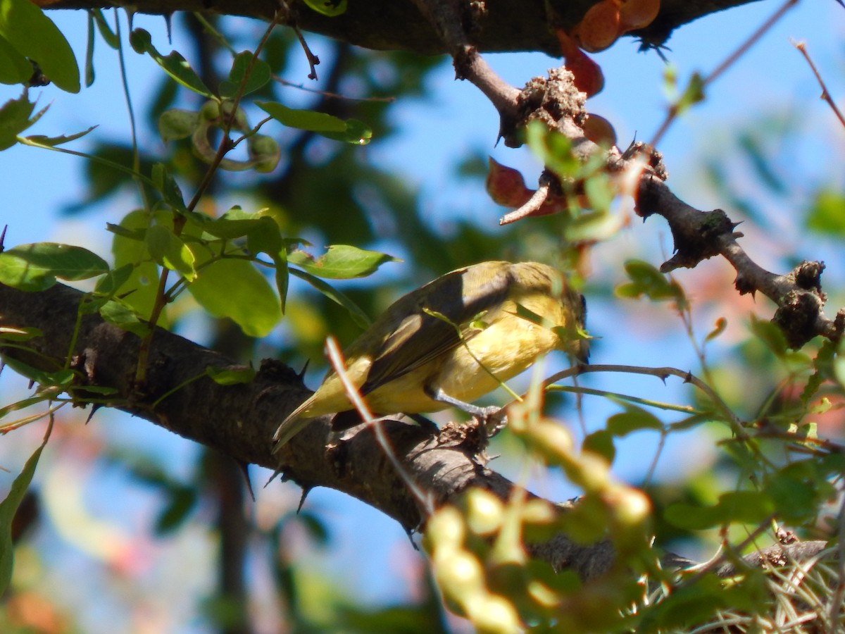 Thick-billed Euphonia - ML625248806