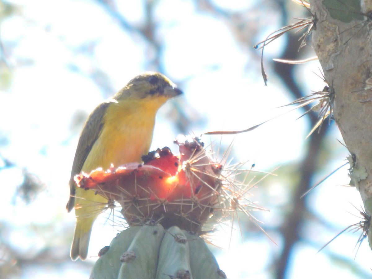 Thick-billed Euphonia - ML625248807