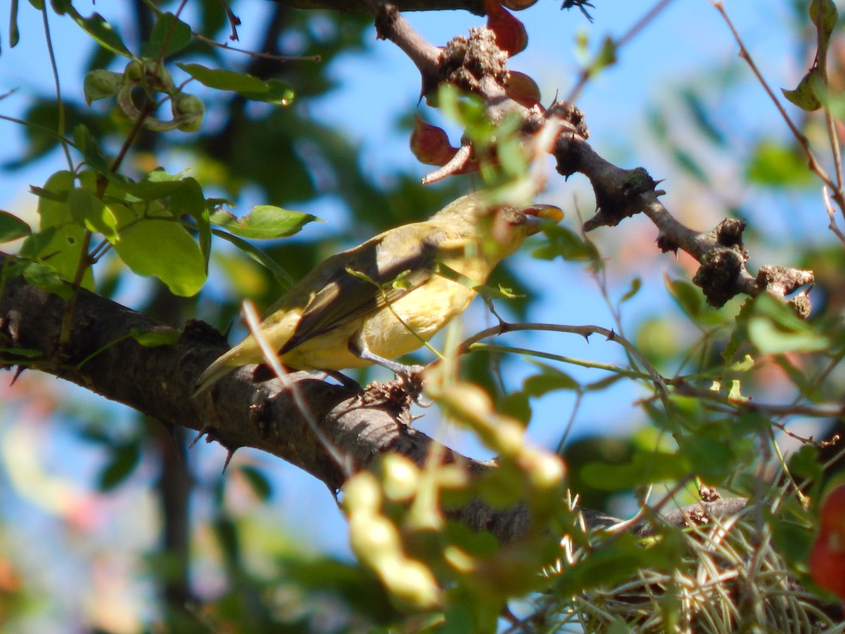 Thick-billed Euphonia - ML625248808