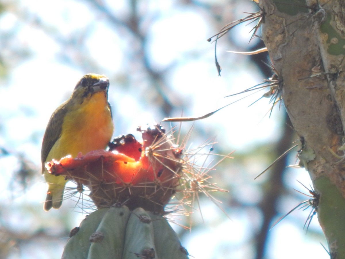 Thick-billed Euphonia - ML625248809
