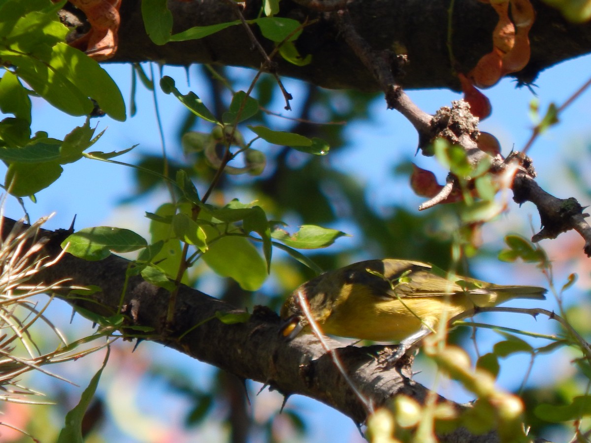 Thick-billed Euphonia - ML625248810