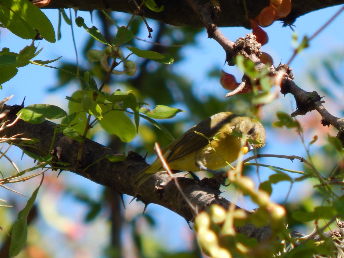 Thick-billed Euphonia - ML625248811