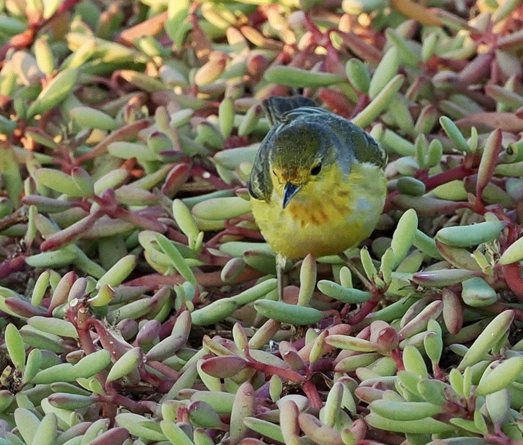 Yellow Warbler - ML625248847