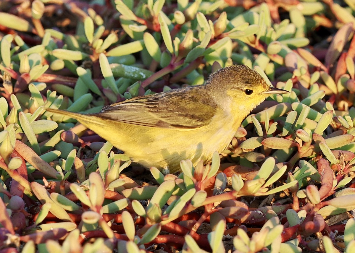 Yellow Warbler - ML625248848