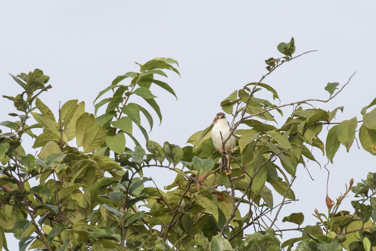 Yellow-eyed Babbler - ML625248928