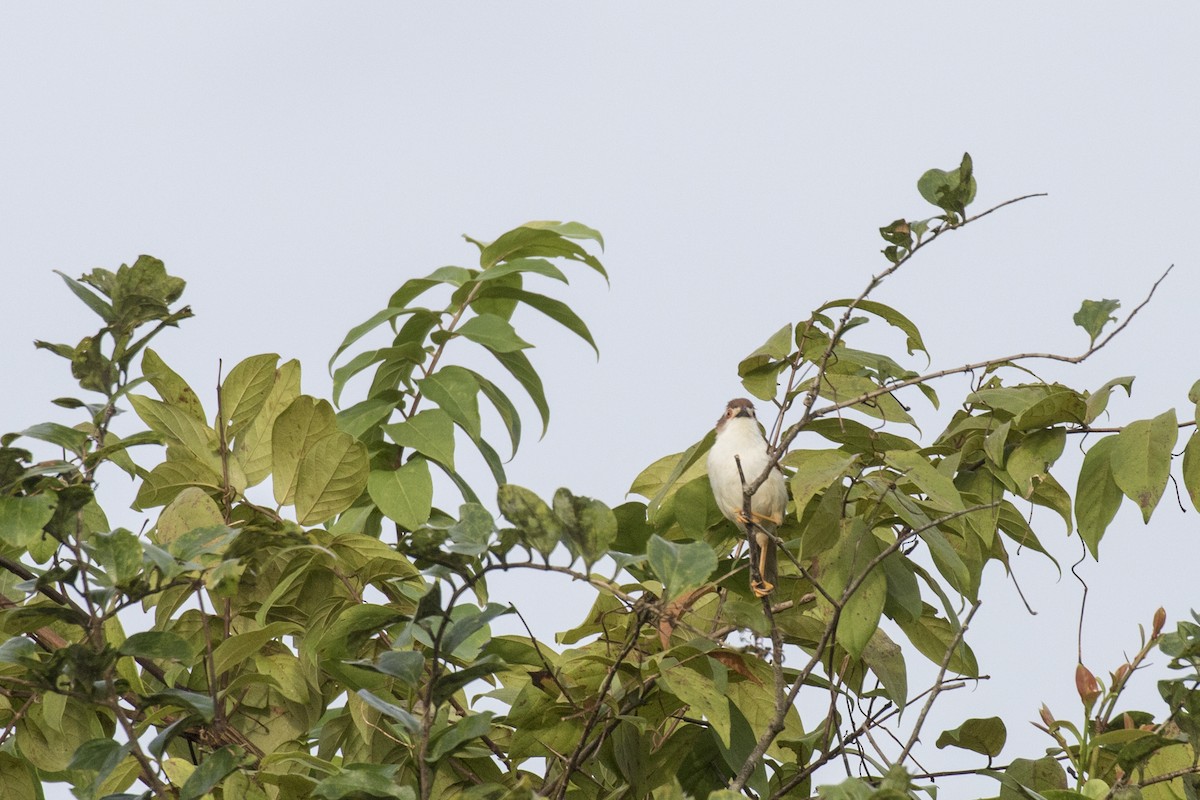 Yellow-eyed Babbler - ML625248929