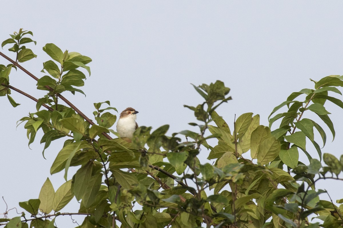 Yellow-eyed Babbler - ML625248930