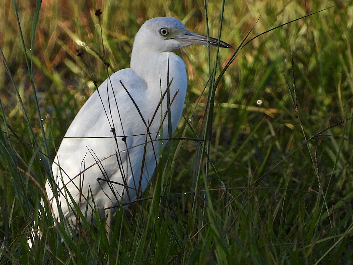 Little Blue Heron - ML625248972