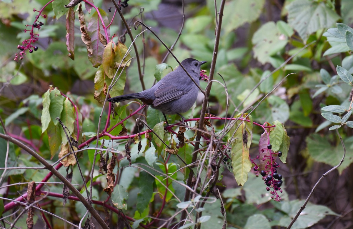 Gray Catbird - Dan Rauch