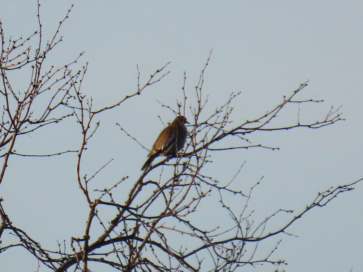 White-winged Dove - ML625249164