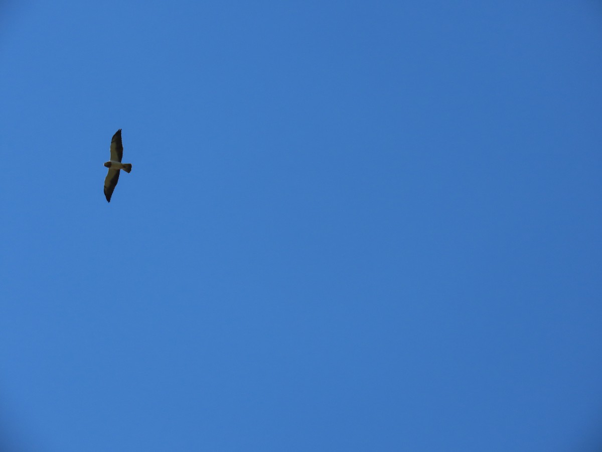 Swainson's Hawk - ML625249181