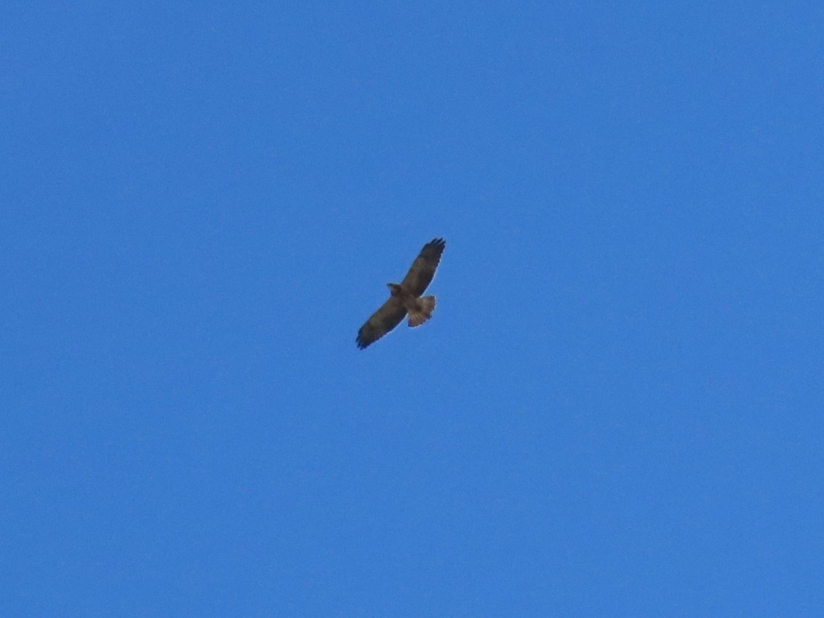 Swainson's Hawk - ML625249191