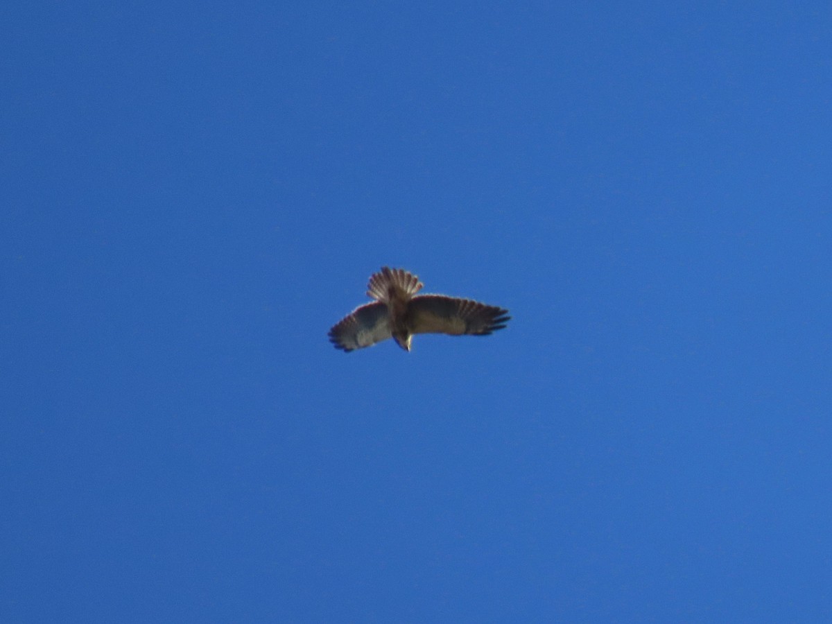 Swainson's Hawk - ML625249203