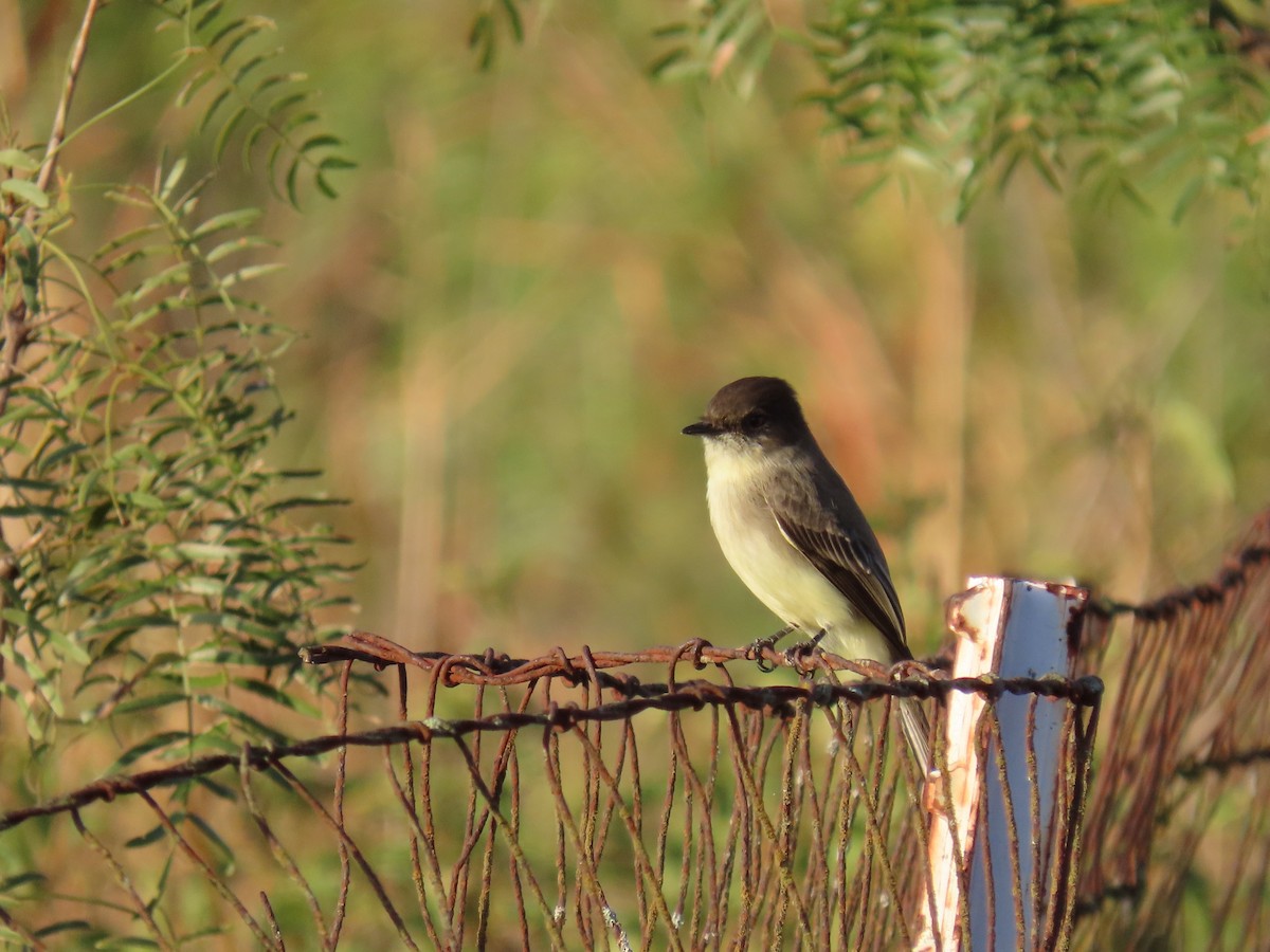 Eastern Phoebe - ML625249279