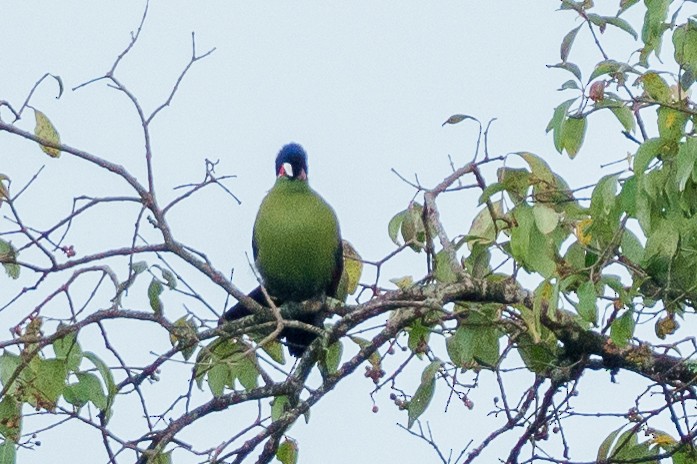 Turaco de Hartlaub - ML625249282