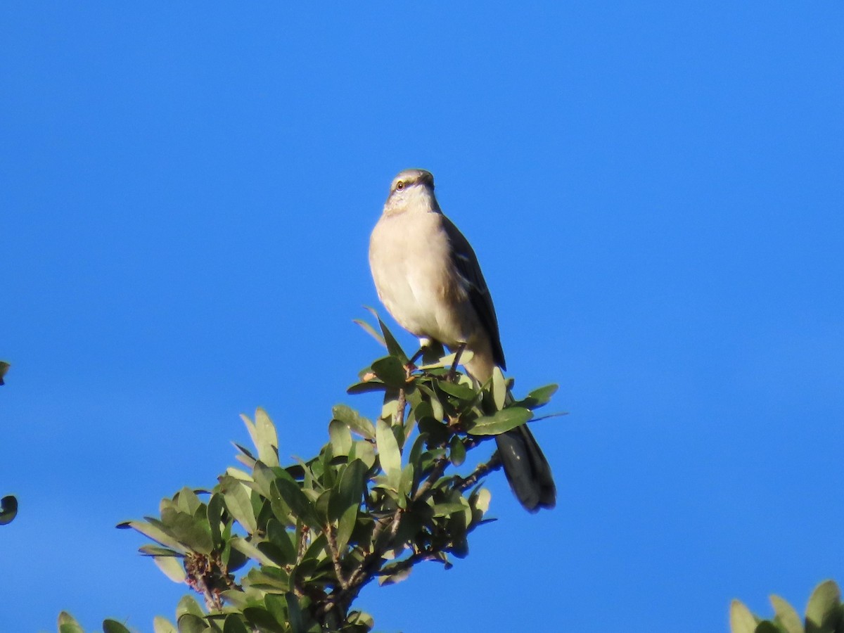 Northern Mockingbird - ML625249294