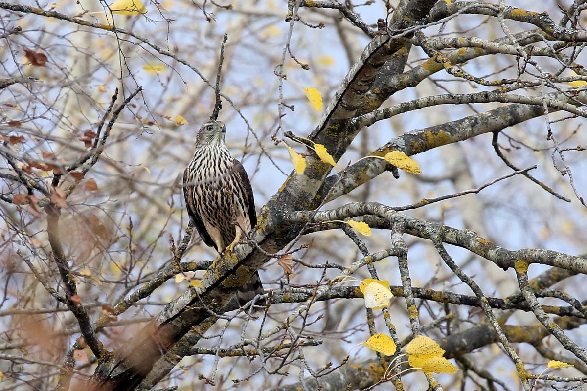 Eurasian Goshawk - ML625249297