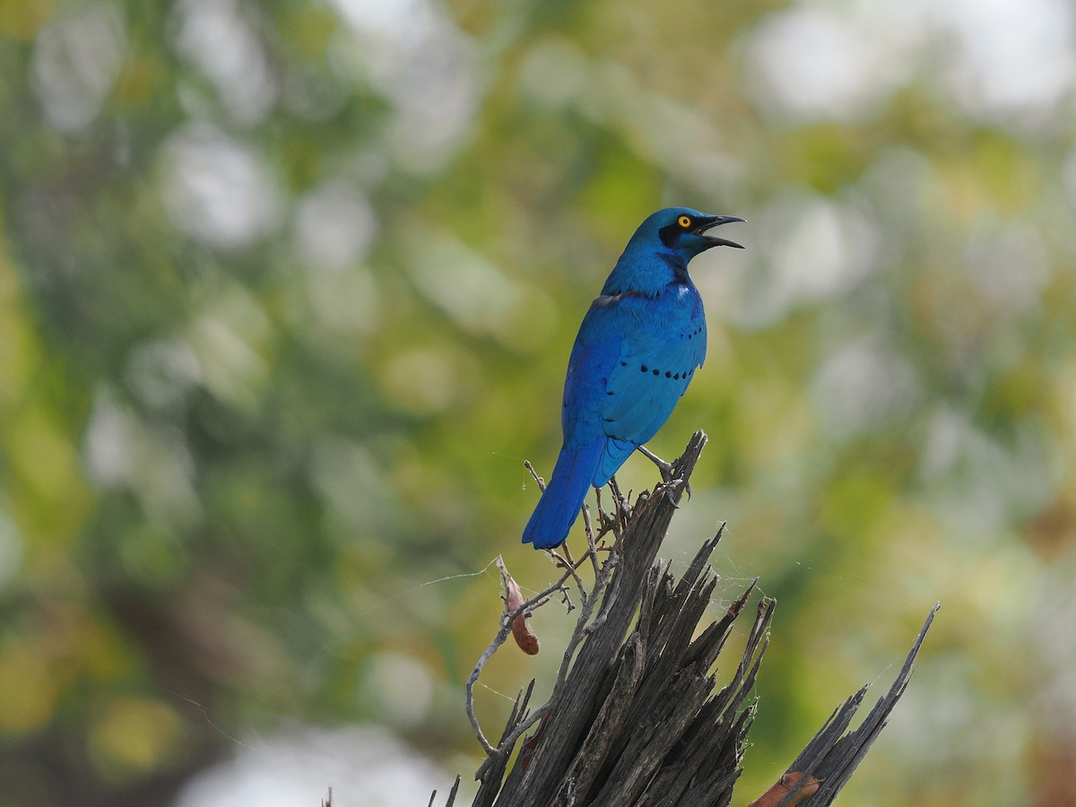 Greater Blue-eared Starling - ML625249314