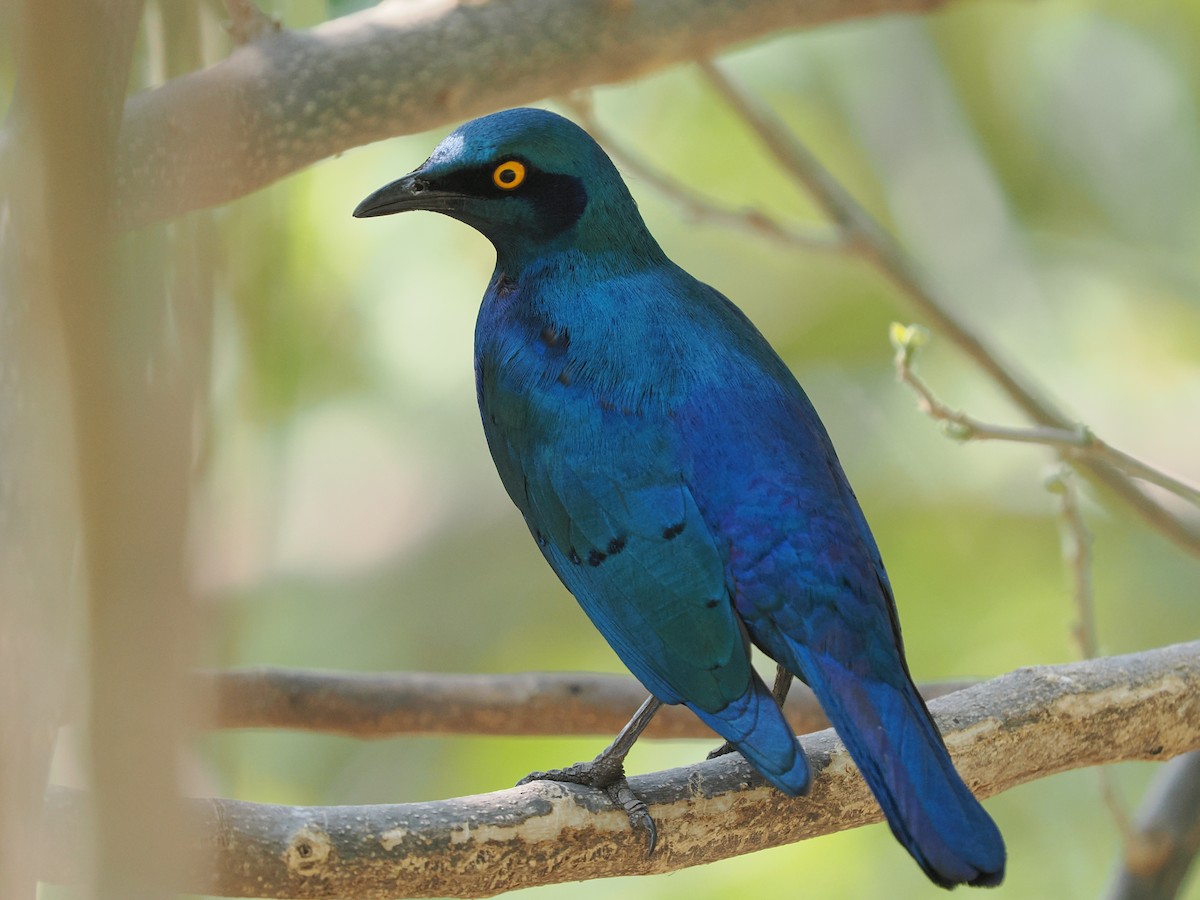 Greater Blue-eared Starling - ML625249315