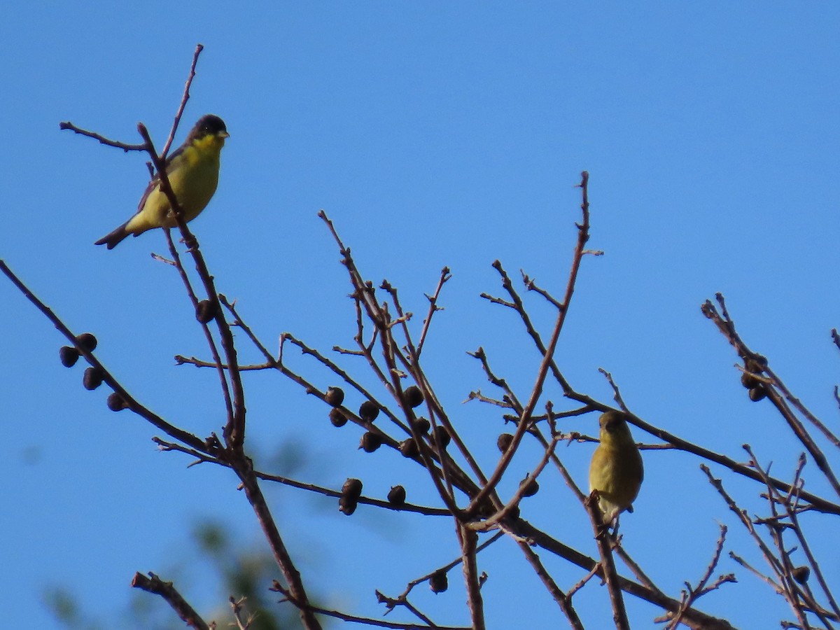 Lesser Goldfinch - ML625249316