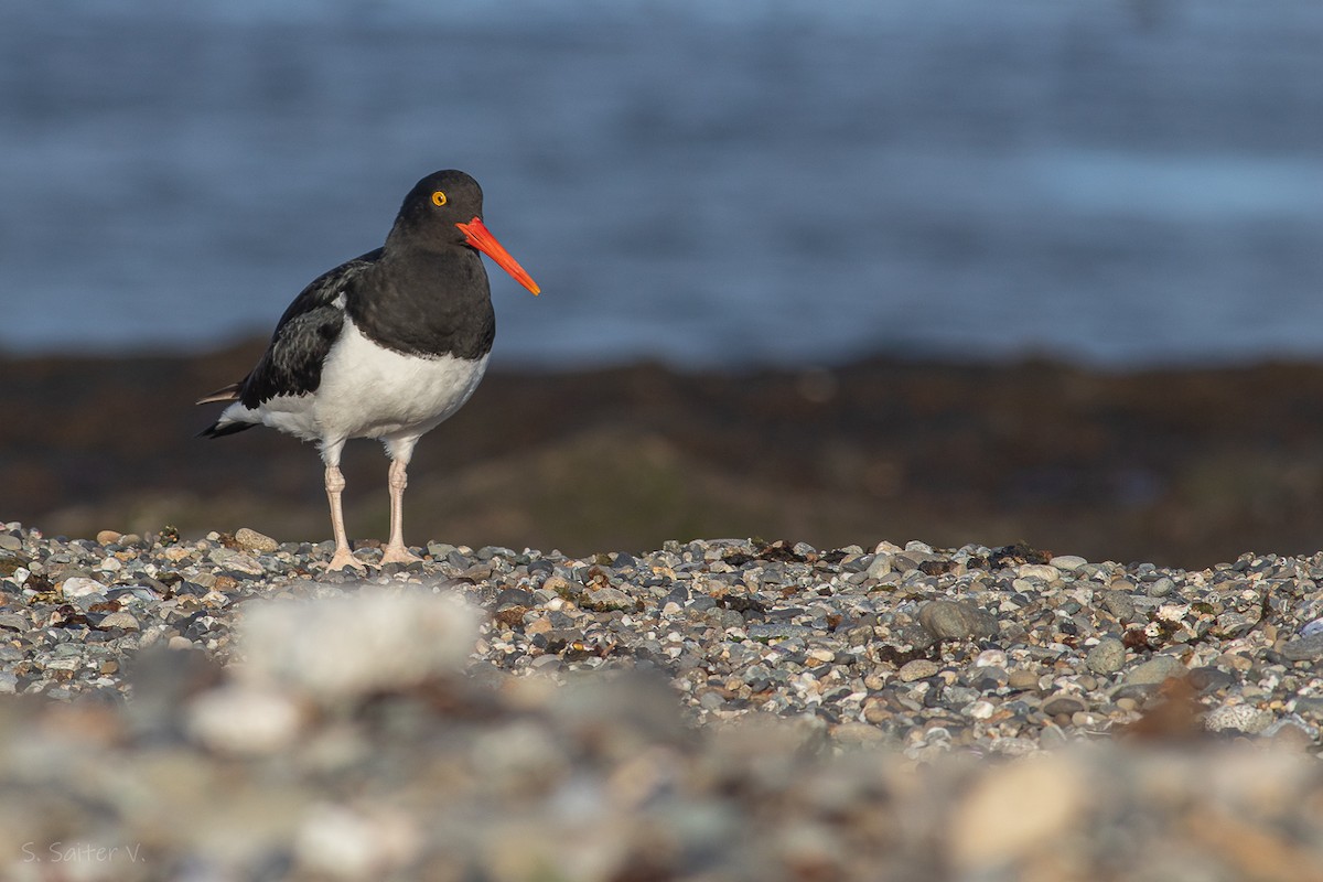 Magellanic Oystercatcher - ML625249317