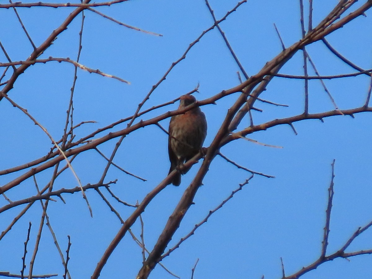 House Finch - ML625249322