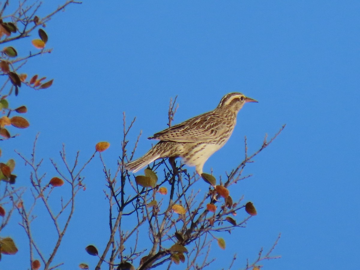 Western/Eastern Meadowlark - ML625249324