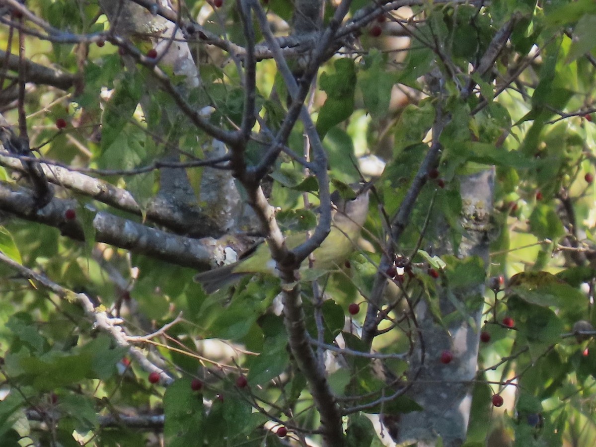 Orange-crowned Warbler - ML625249336