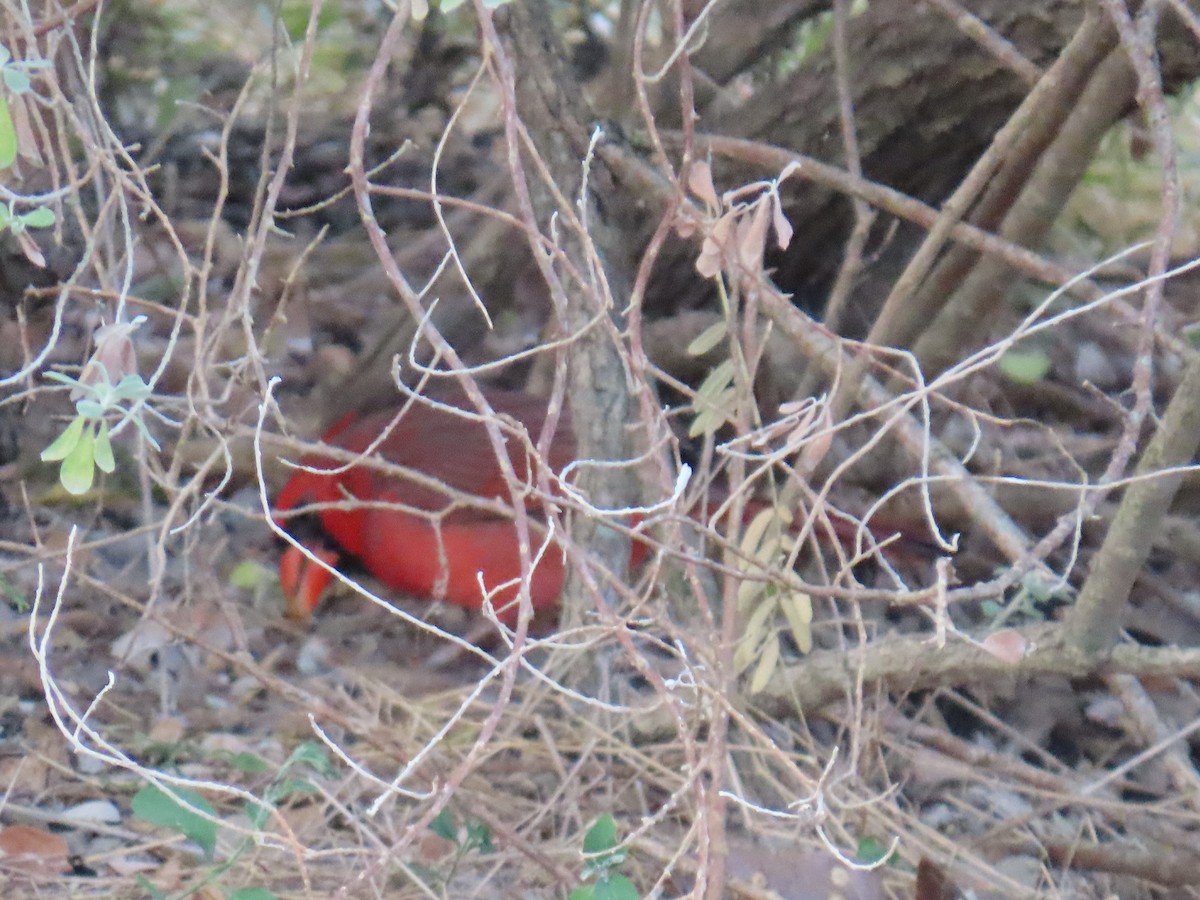 Northern Cardinal - ML625249344