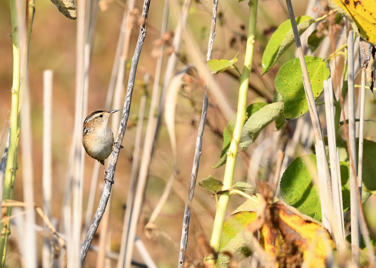 Marsh Wren - ML625249386