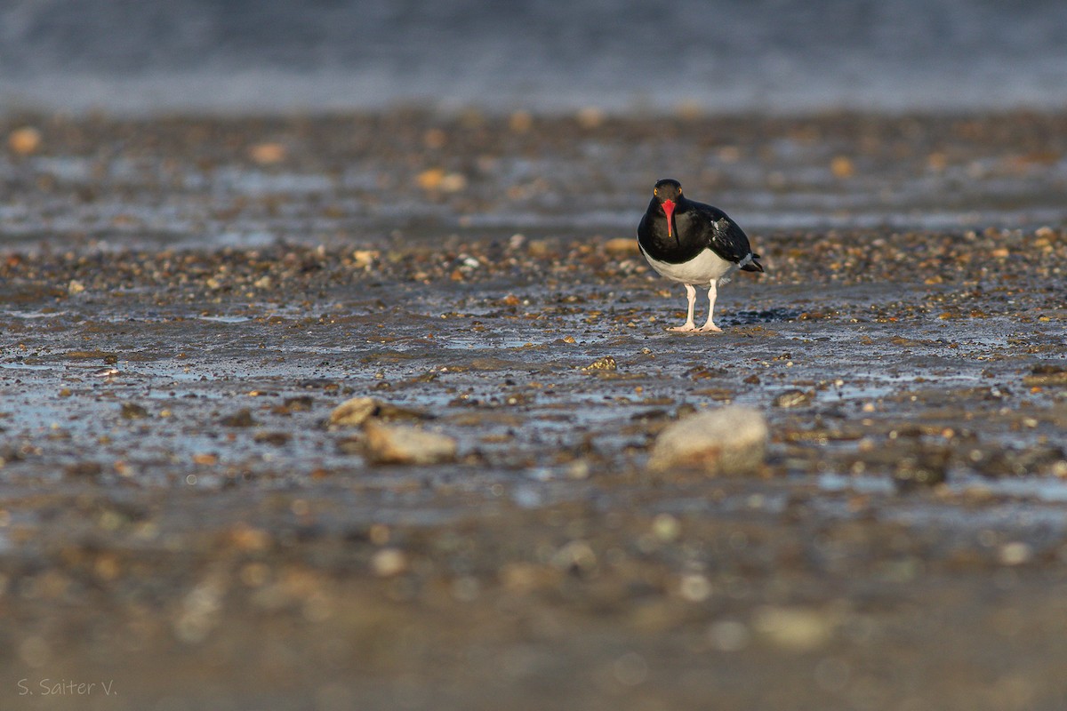 Magellanic Oystercatcher - ML625249406